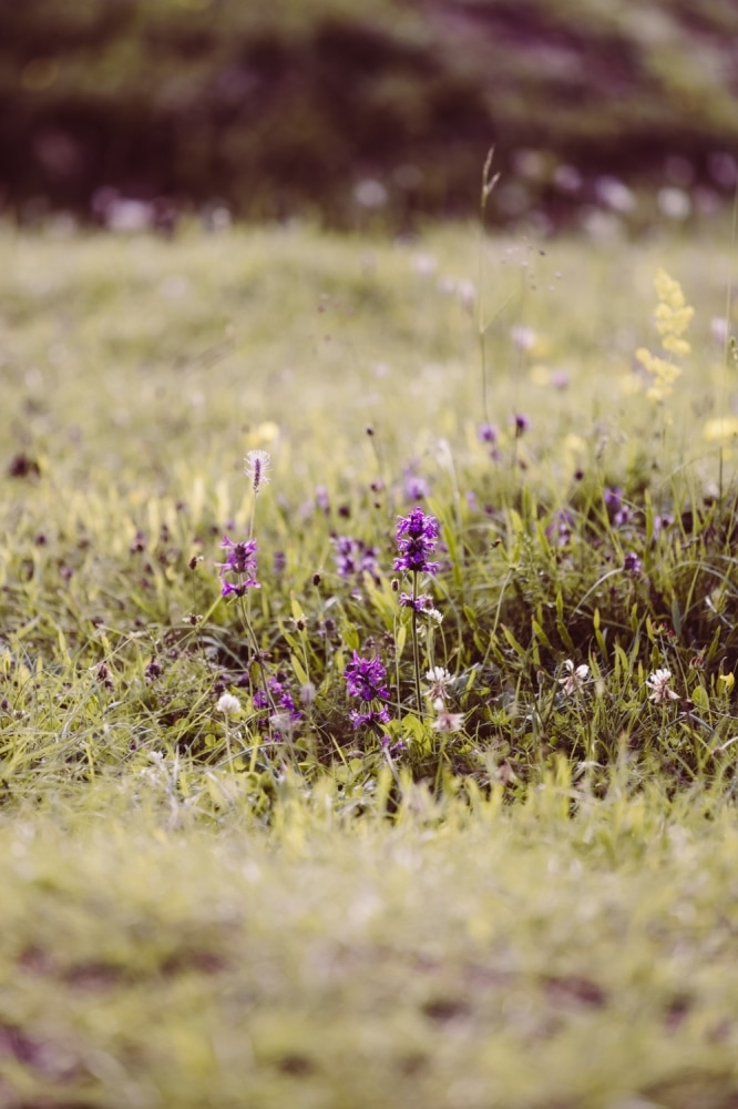 Schwangerschaftsshooting_F&uuml;ssen_Babybauchfotografie_Allg&auml;u_1