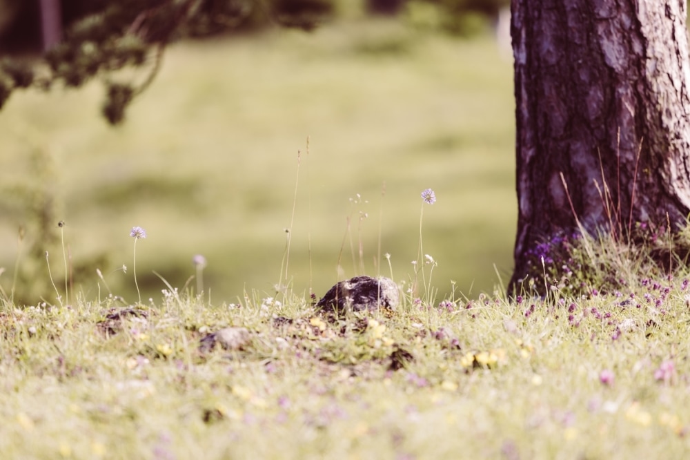 Schwangerschaftsshooting_F&uuml;ssen_Babybauchfotografie_Allg&auml;u_2