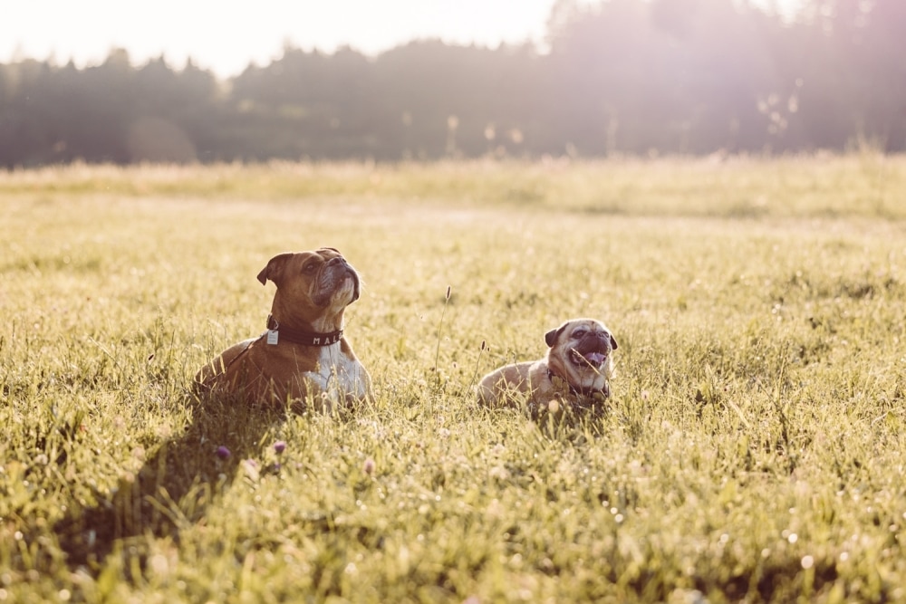 Paarshooting_mit Hunden_Allg&auml;u-7