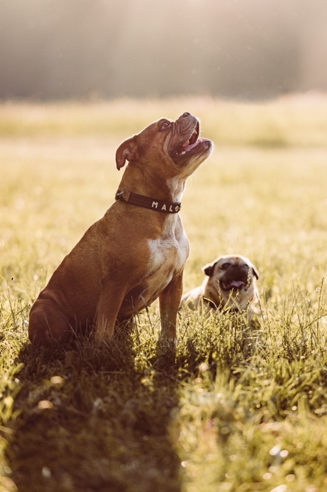 Paarshooting_mit Hunden_Allg&auml;u-8