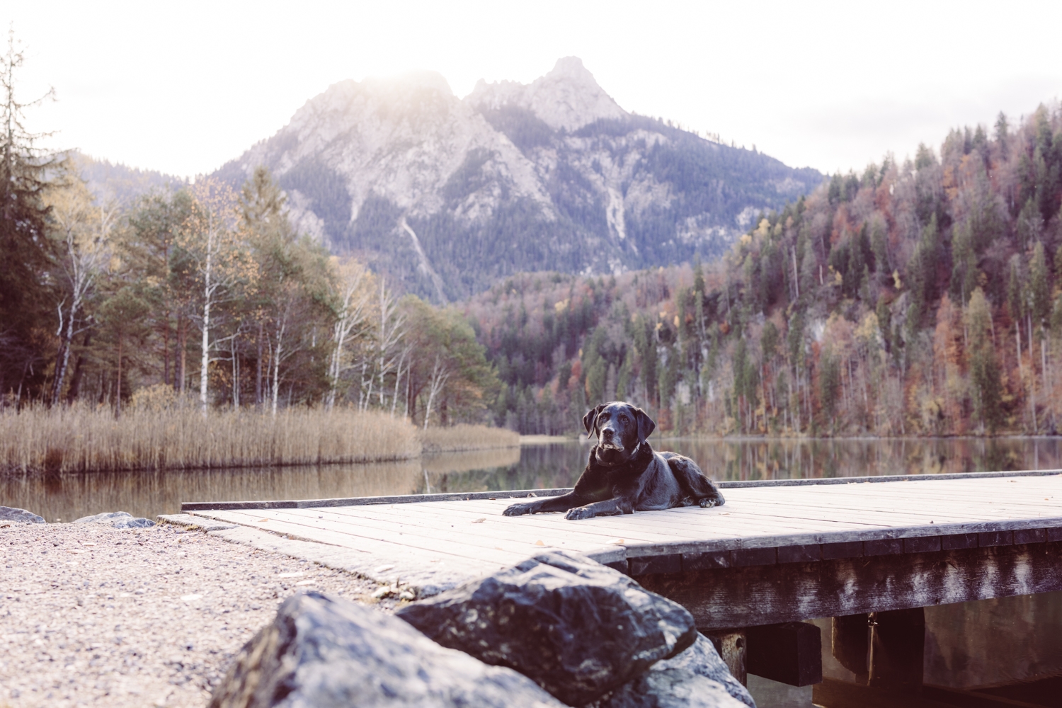 Paarshooting-mit-Hund_Schwangau_Füssen-11